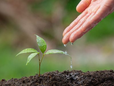 Dia da Árvore: desperte a consciência ambiental nos estudantes